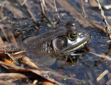 American Bullfrog - Lithobates catesbeianus