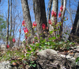 Wild Columbine - Aquilegia canadensis