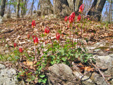 Wild Columbine - Aquilegia canadensis