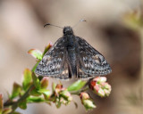 Juvenals Duskywing - Erynnis juvenalis