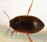 Hydroporus gossei