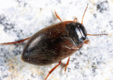 Hydroporus gossei