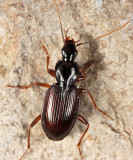 Agonum gratiosum