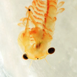 Fairy Shrimp - Eubranchipus vernalis