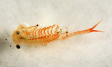 Fairy Shrimp - Eubranchipus vernalis