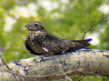 Common Nighthawk - Chordeiles minor