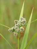 Sedge