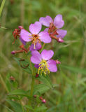 Meadow Beauty - Rhexia virginica