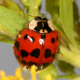 Multicolored Asian Lady Beetle - Harmonia axyridis