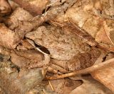 Wood Frog - Lithobates sylvaticus