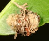 Lacewing larva camoflaged in trash