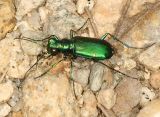 Six-Spotted Tiger Beetle - Cicindela sexguttata