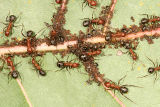 Formica sanguinea group, tending aphids