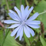 Chicory - Cichorium intybus