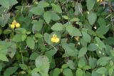 Balsam, touch-me-not; Balsam, yellow Impatiens noli-tangere