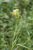 Flaxweed butter-and-eggs - Linaria vulgaris