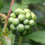 Carrion Flower - Smilax herbacea