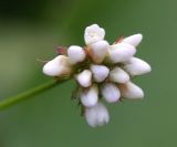 Arrow Tearthumb - Polygonum sagittatum