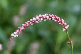 Long-bristled Smartweed - Polygonum caespitosum