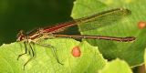 female American Rubyspot - Hetaerina americana