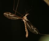 Tipula furca?