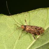 Phytocoris sp.