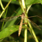 Tipula borealis
