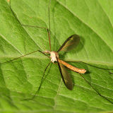 Tipula sayi