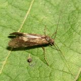 Netspinning Caddisfly - Hydropsychidae