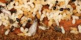 Acrobat Ants - Crematogaster