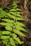 Marsh Fern - Thelypteris palustris