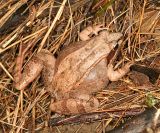 Wood Frog - Lithobates sylvaticus