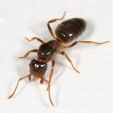 Lasius aphidicola