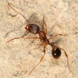 Winnow Ant - Aphaenogaster rudis