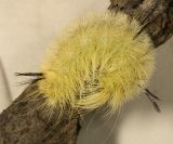 9200 - American Dagger Moth - Acronicta americana