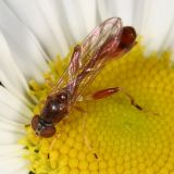 Syrphid Flies - subfamily Eristalinae
