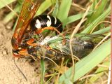 Sphecius speciosus - Cicada Killer (with a paralized Cicada)