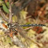 Beaverpond Clubtail - Gomphus borealis (female)