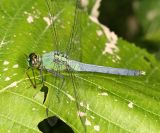 Eastern Pondhawk - Erythemis simplicollis