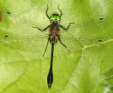 Racket-tailed Emerald - Dorocordulia libera