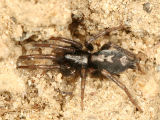 Eastern Parson Spider - Herpyllus ecclesiasticus