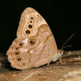 Northern Pearly-eye - Enodia anthedon