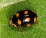 Orange-spotted Lady Beetle - Brachiacantha ursina