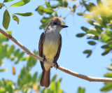 Brown-crested Flycatcher - Myiarchus tyrannulus