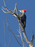 Pileated Woodpecker