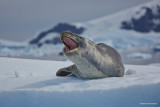 another seal yawning