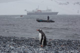 and our first penguin ! The weather was very rough...