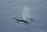 from above of a Humback Whale