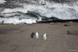 and some penguins strolling along the beach