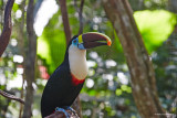 there is the third version of a tucan with a blue pick